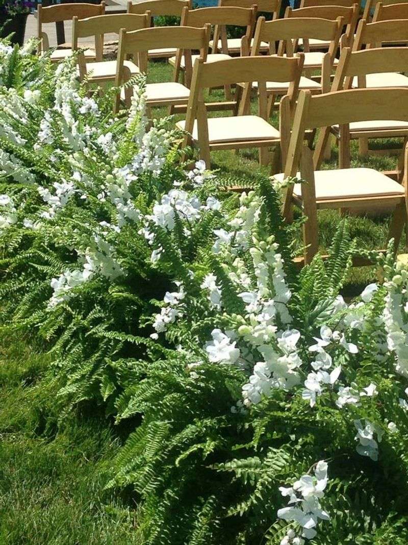 Boston Fern