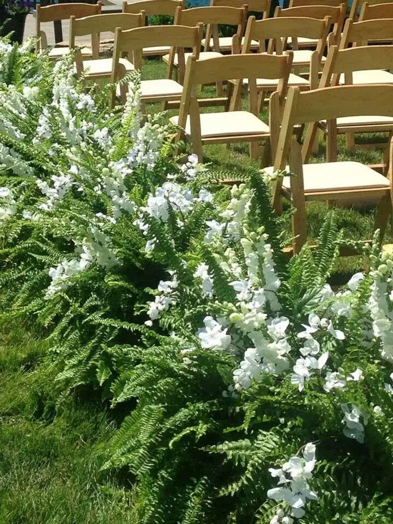 Boston Fern