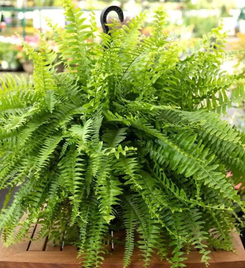 Boston Fern
