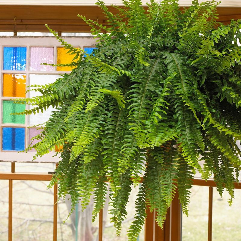 Boston Fern