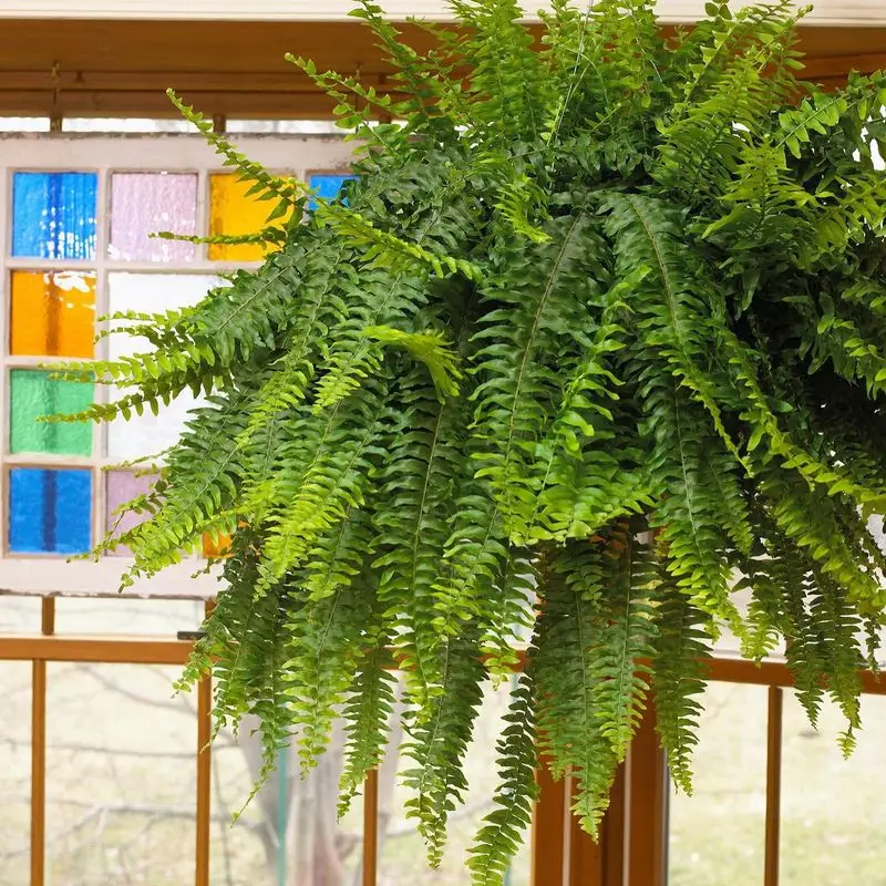 Boston Fern