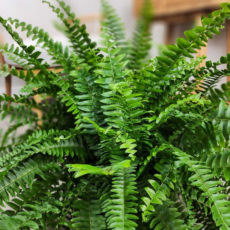 Boston Fern (Nephrolepis exaltata)