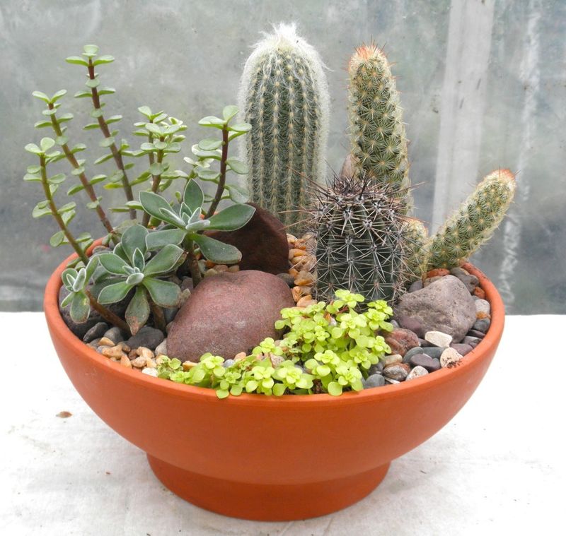 Cactus