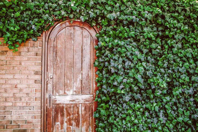 English Ivy