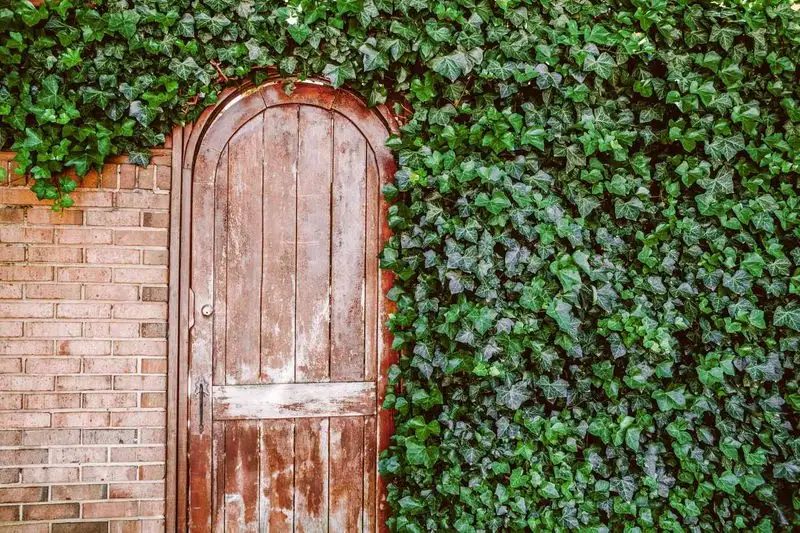 English Ivy