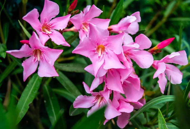 Oleander