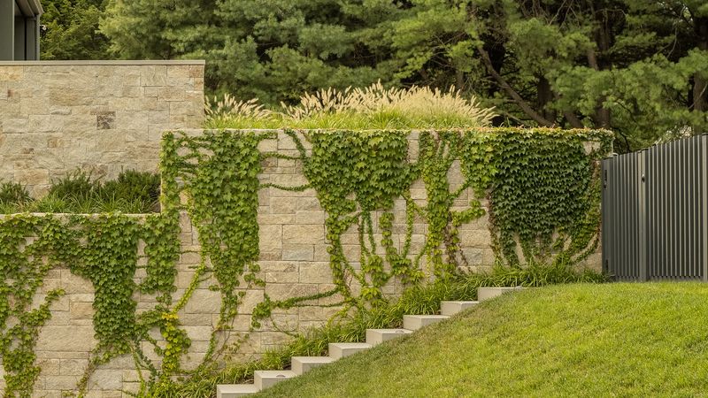 Boston Ivy