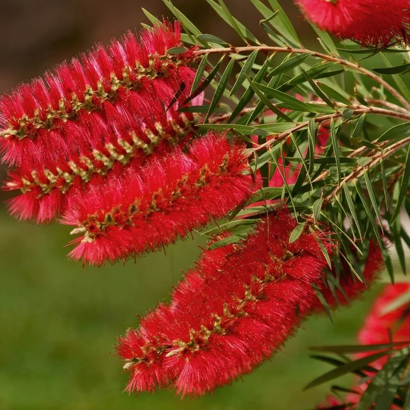 Bottlebrush