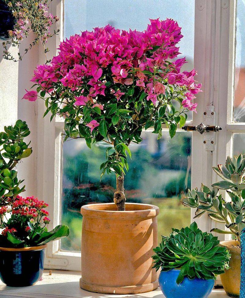 Bougainvillea