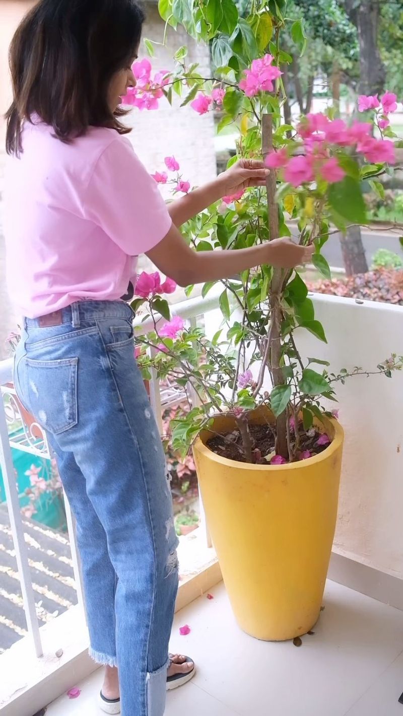 Bougainvillea