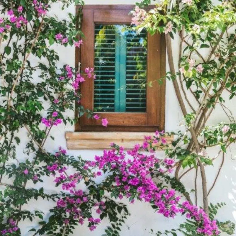 Bougainvillea