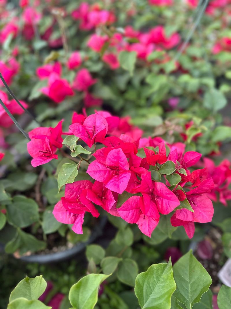 Bougainvillea