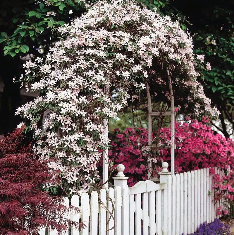 Clematis