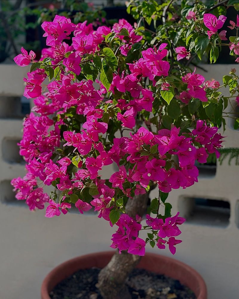 Bougainvillea