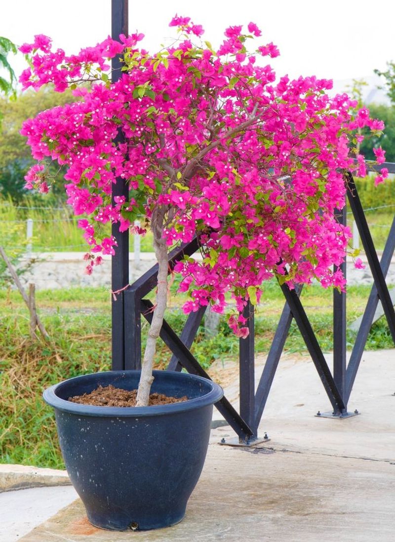 Bougainvillea