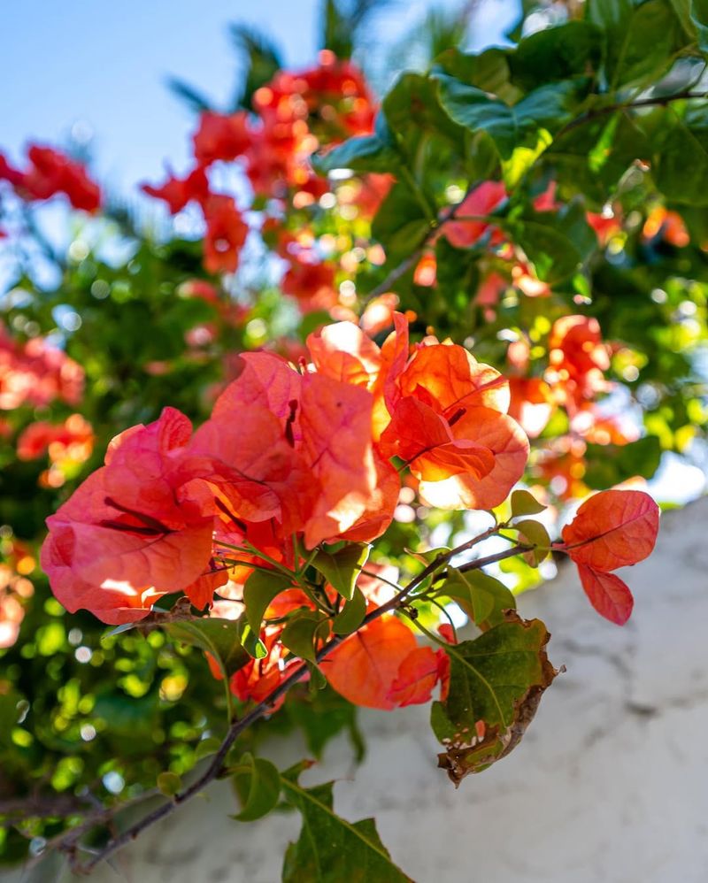 Bougainvillea