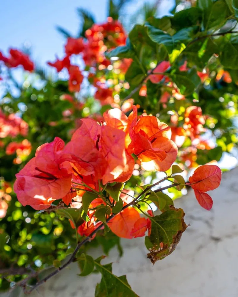 Bougainvillea