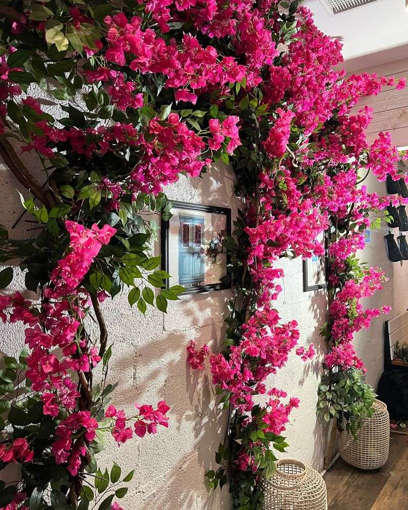 Bougainvillea