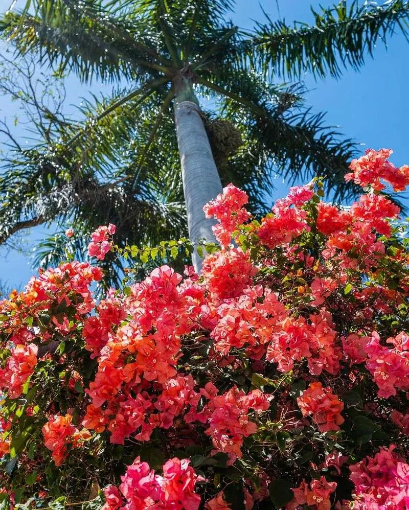 Bougainvillea