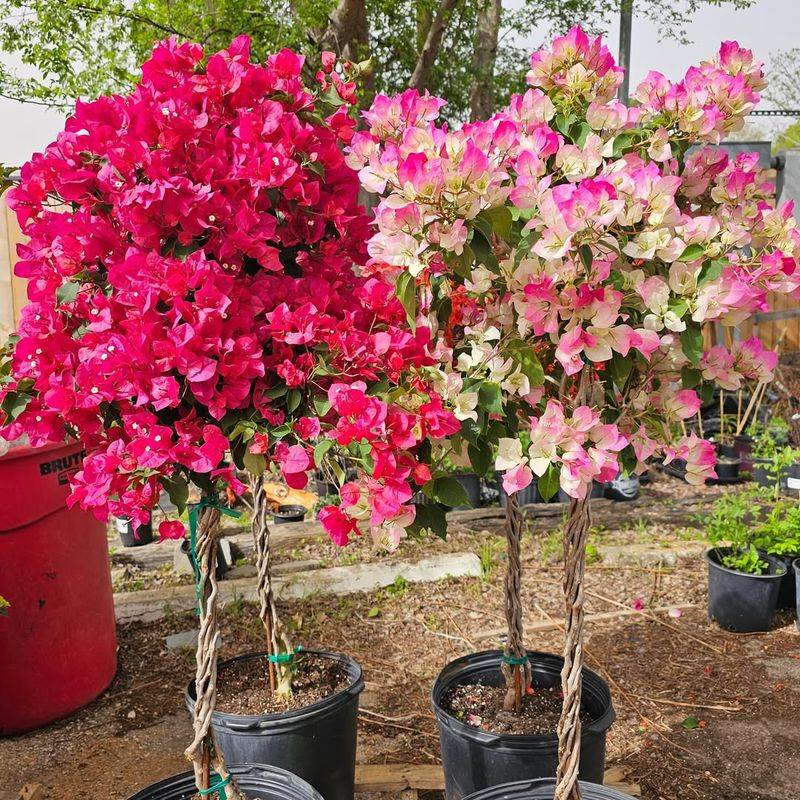 Bougainvillea