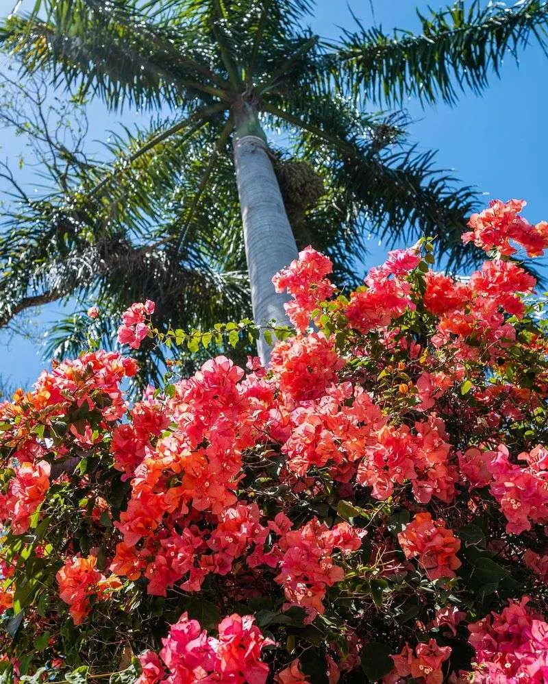 Bougainvillea