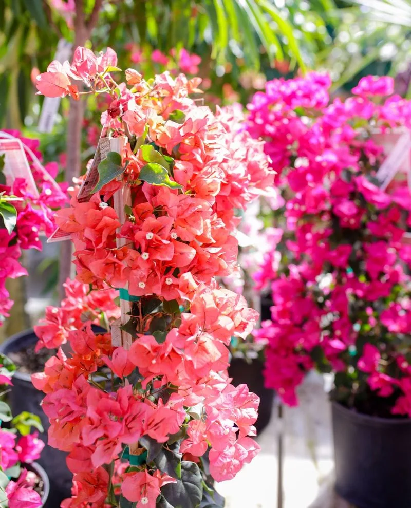 Bougainvillea