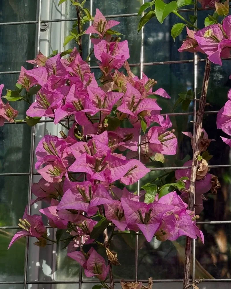 Bougainvillea