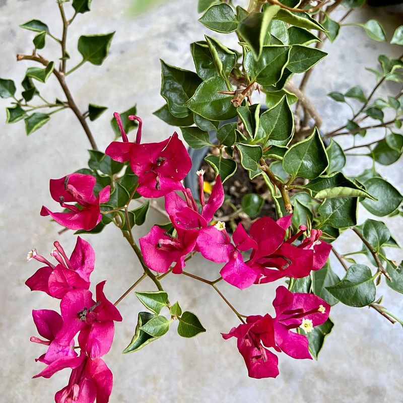 Bougainvillea