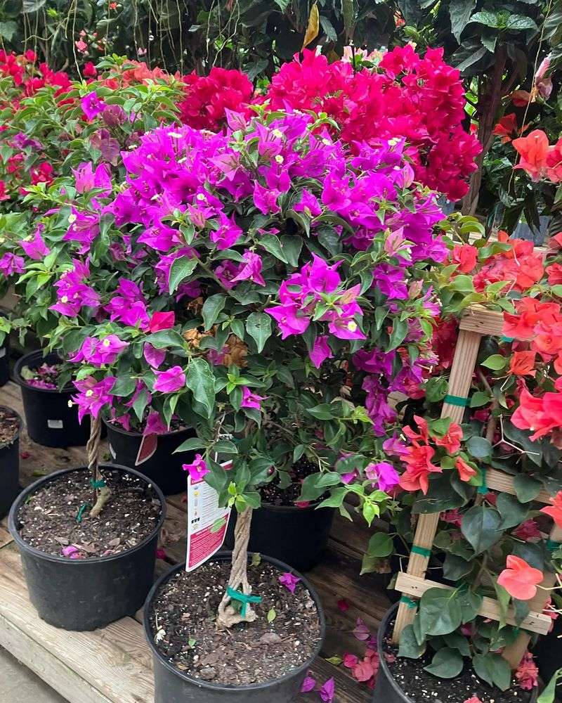 Bougainvillea