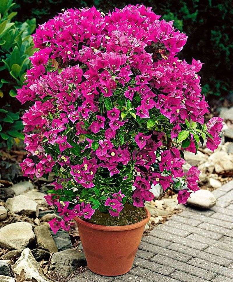 Bougainvillea