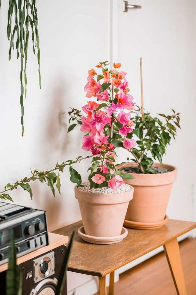 Bougainvillea