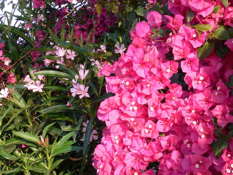 Bougainvillea and Oleander