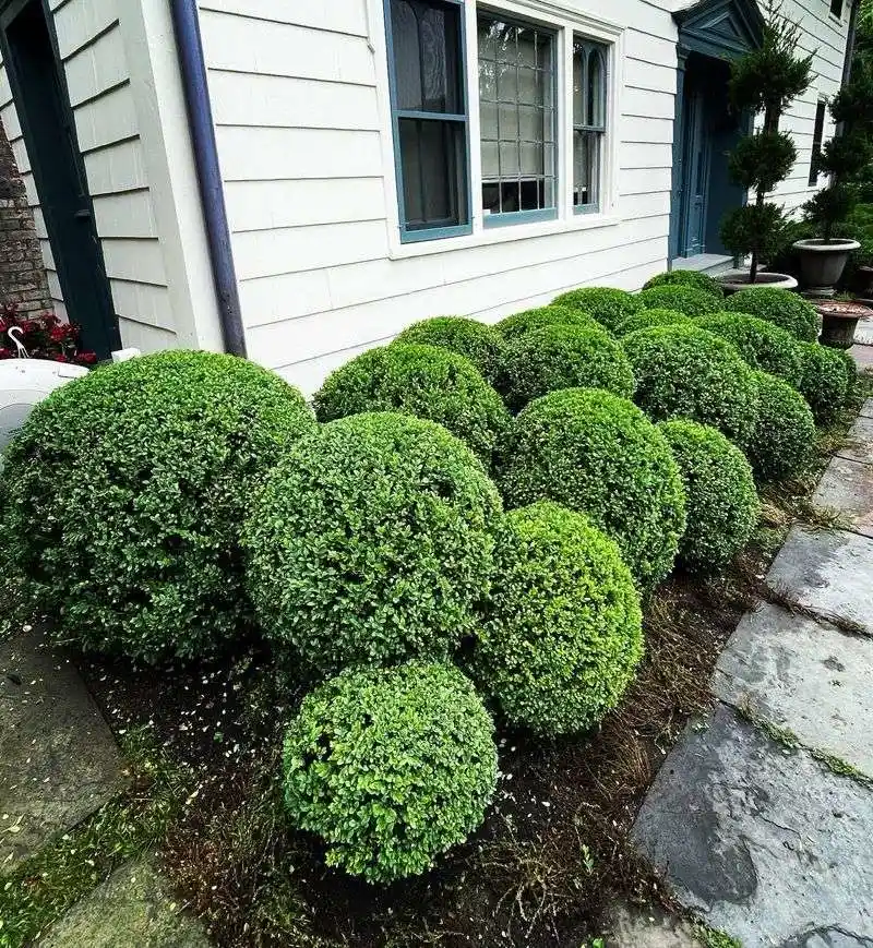 Boxwood