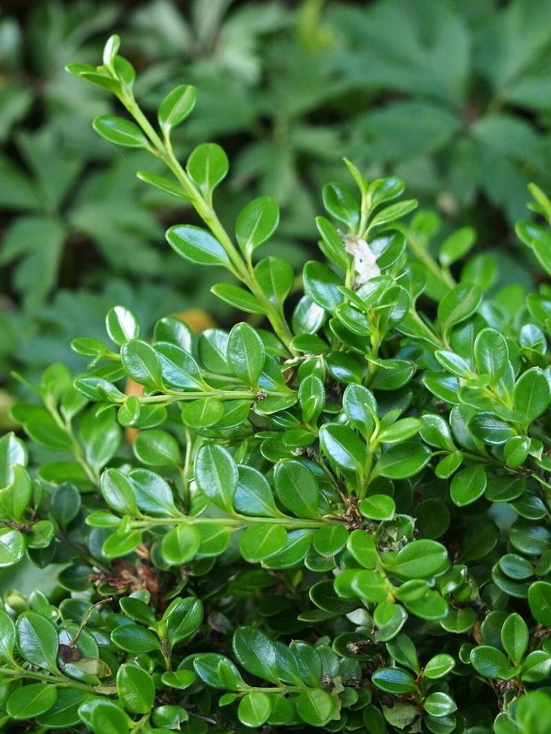 Boxwood