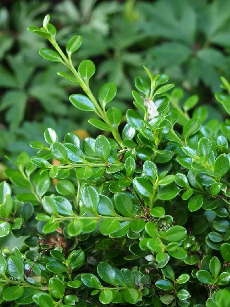 Boxwood