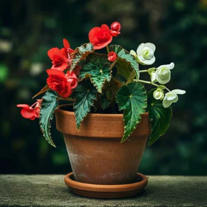 Begonias