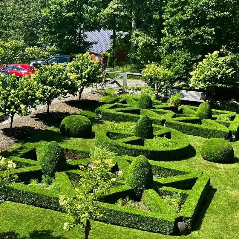 Boxwood