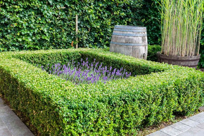 Boxwood Borders