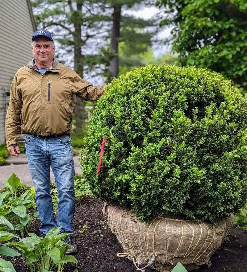 Boxwood Shrubs