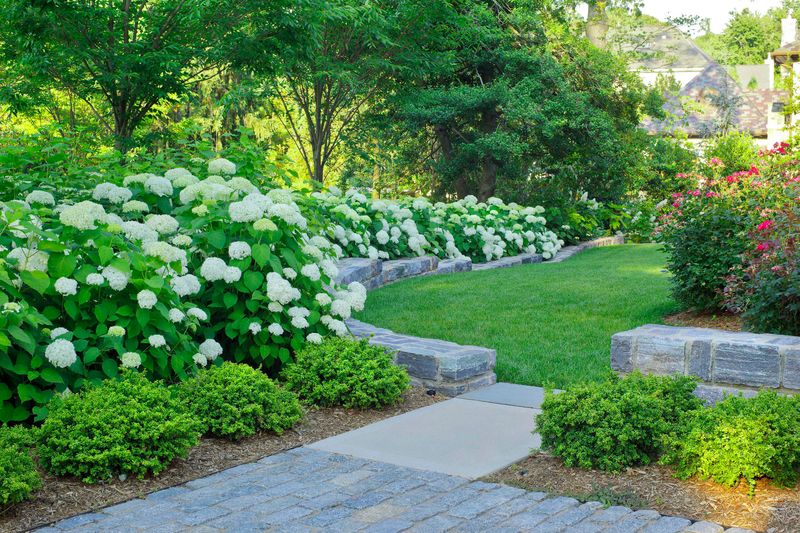 Boxwood and Hydrangeas