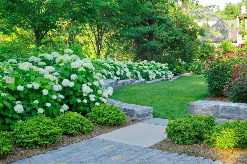Boxwood and Hydrangeas