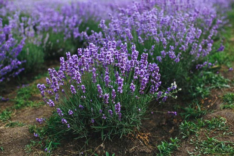 Boxwood and Lavender