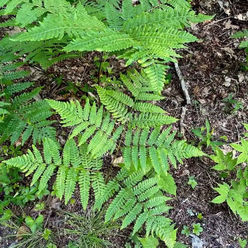 Bracken Fern