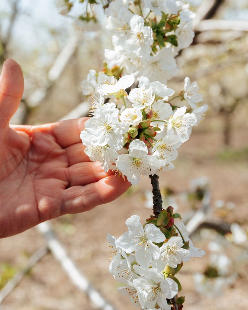 Bradford Pear Tree