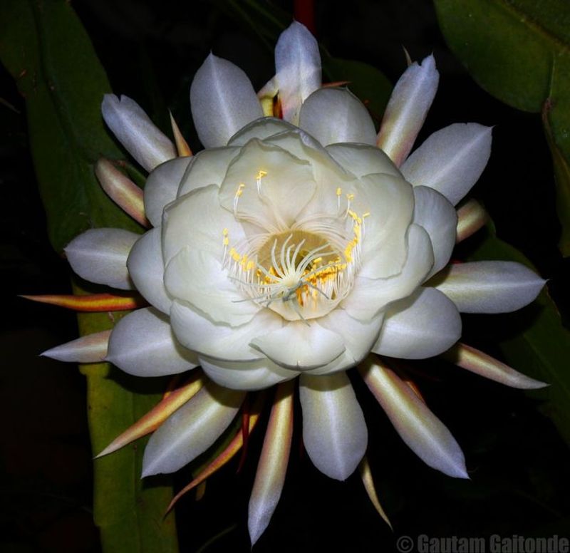 Brahma Kamal