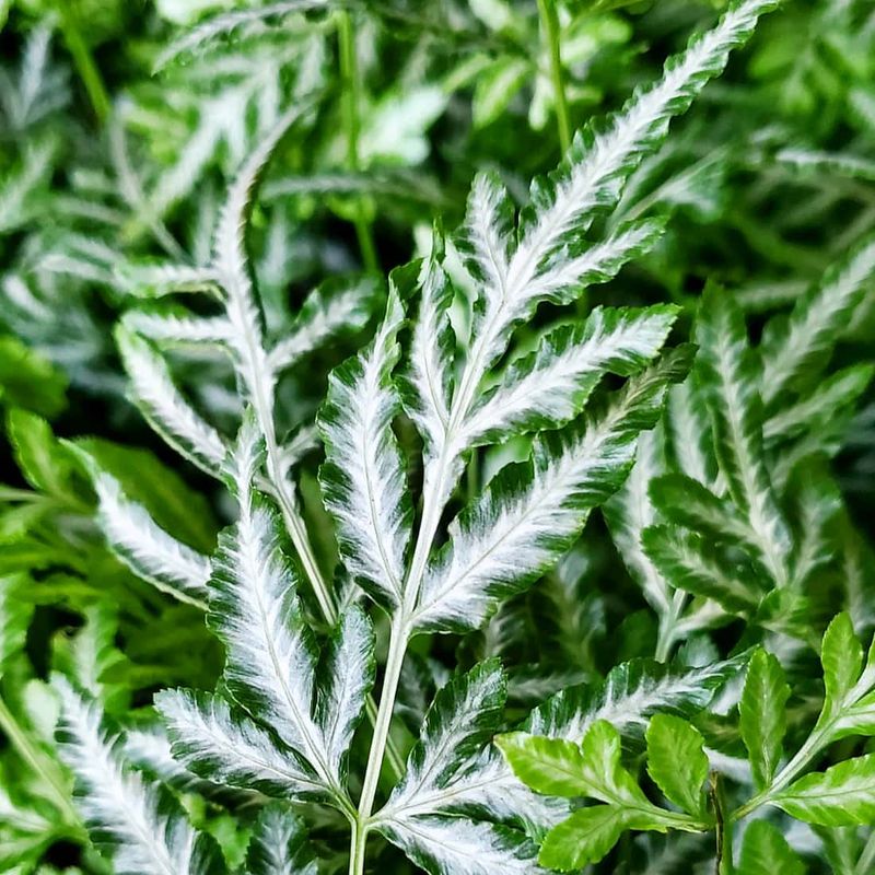 Brake Fern