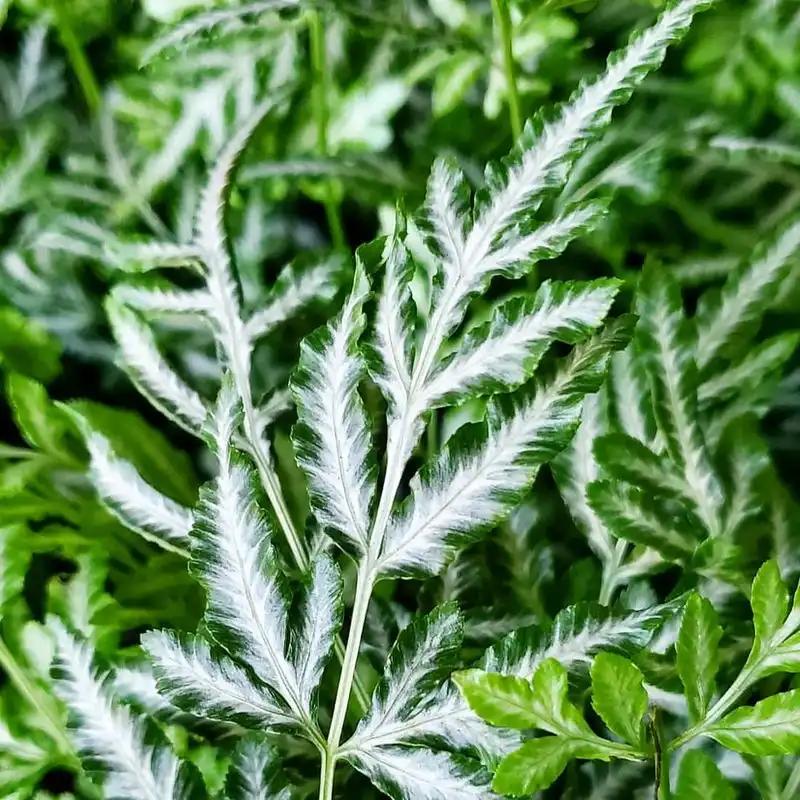 Brake Fern