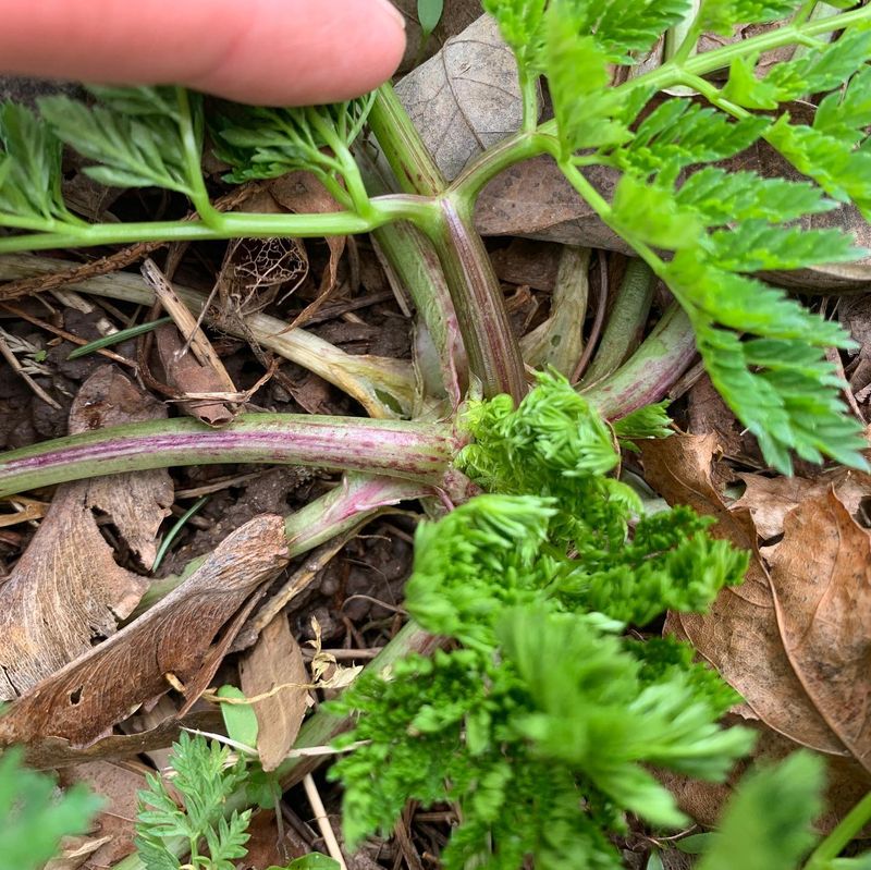 Brittle Stems