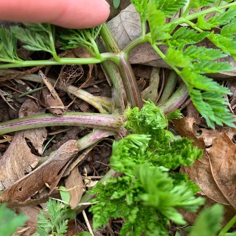 Brittle Stems