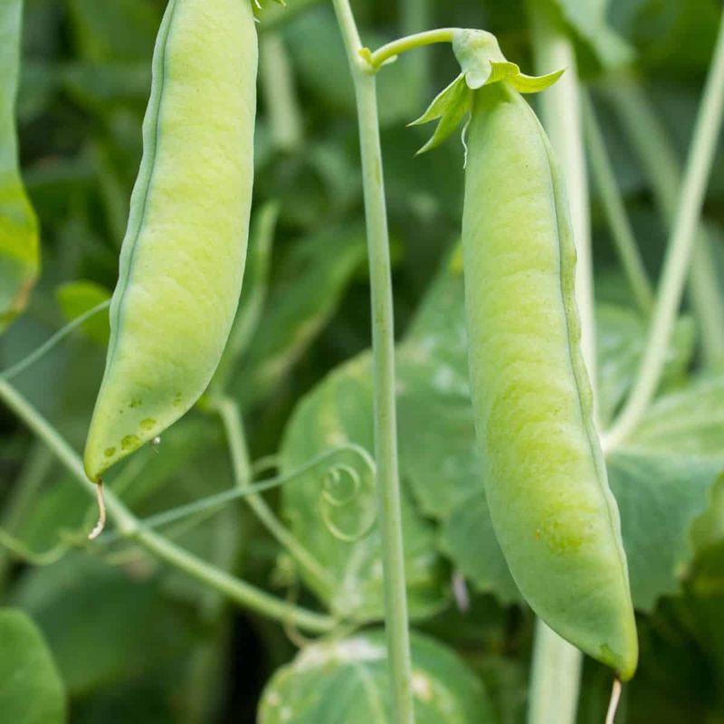 Peas